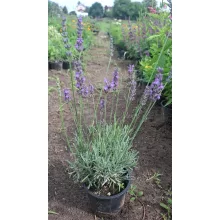 Lavandula angustifolia Arabian Nights - Közönséges levendula