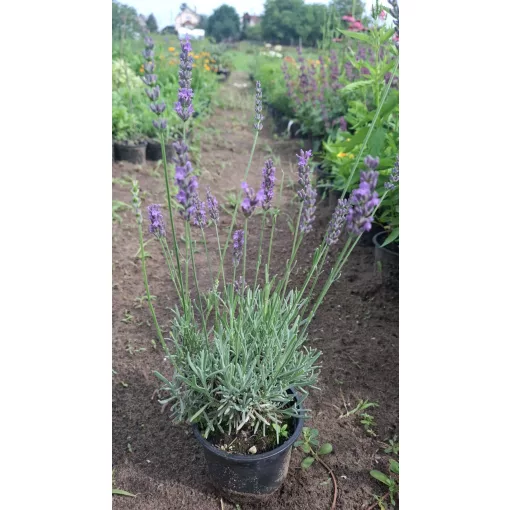 Lavandula angustifolia Arabian Nights - Közönséges levendula