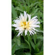 Leucanthemum Belgian Lace - Margaréta