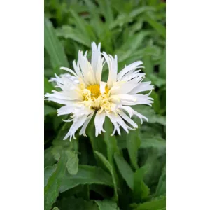 Leucanthemum Belgian Lace - Margaréta