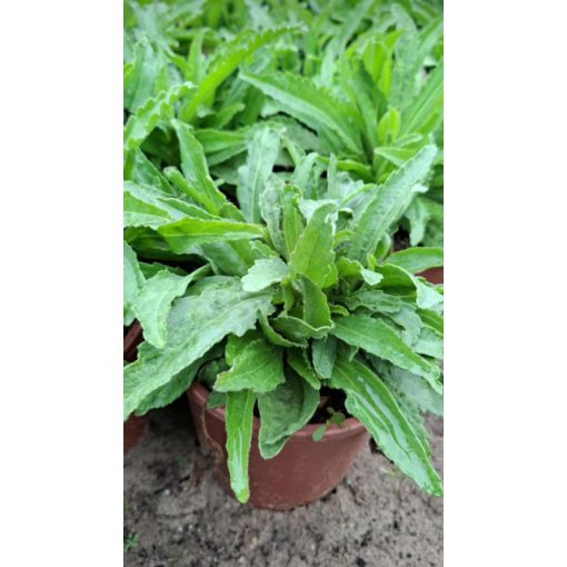 Leucanthemum Belgian Lace - Margaréta