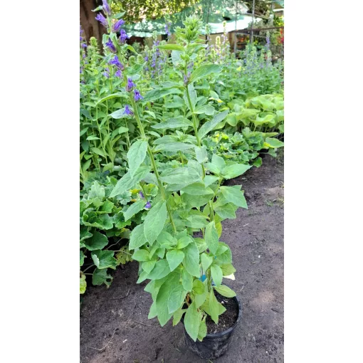 Lobelia siphilitica - Orvosi lobélia