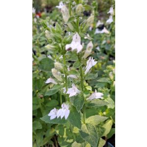 Lobelia siphilitica Alba - Orvosi lobélia