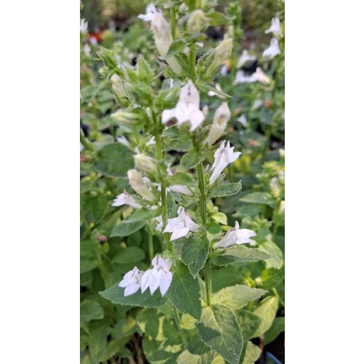 Lobelia siphilitica Alba - Orvosi lobélia