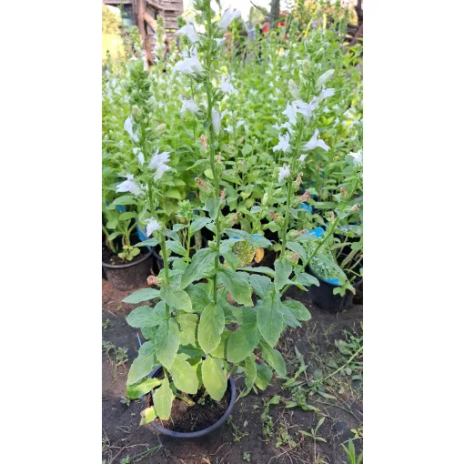 Lobelia siphilitica Alba - Orvosi lobélia