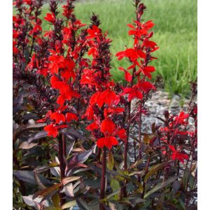   Lobelia speciosa Starshp Scarlet Bronze Leaf - Pompás lobélia