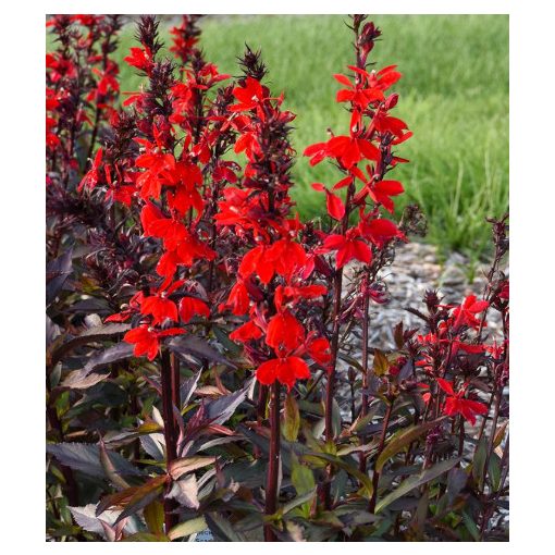 Lobelia speciosa Starshp Scarlet Bronze Leaf - Pompás lobélia