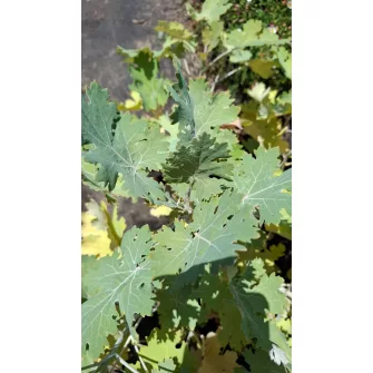 Mákkóró (Macleaya)