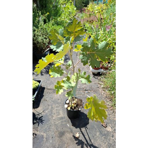 Macleaya cordata - Mákkóró