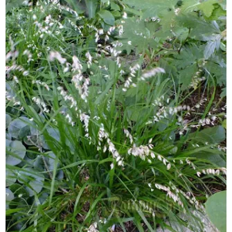 Gyöngyperje (Melica)