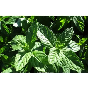 Mentha crispa Nana - Fodormenta