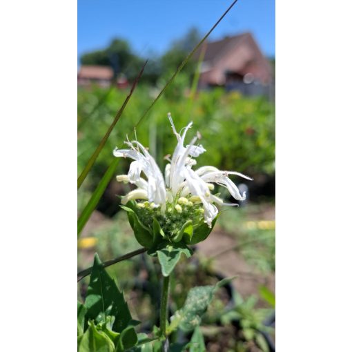 Monarda Bee You Bee Bright - Méhbalzsam