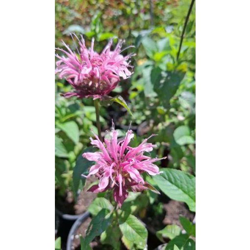 Monarda Croftway Pink - Méhbalzsam