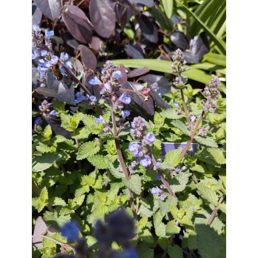 Nepeta faassenii Purrsian Blue - Macskamenta