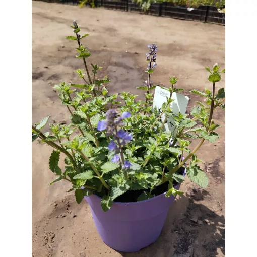 Nepeta faassenii Purrsian Blue - Macskamenta