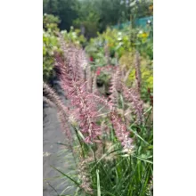 Pennisetum orientale Flamingo - Keleti tollborzfű
