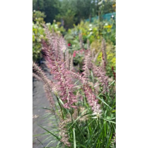 Pennisetum orientale Flamingo - Keleti tollborzfű