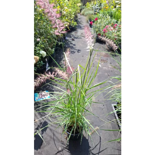 Pennisetum orientale Flamingo - Keleti tollborzfű