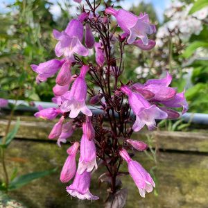 Penstemon digitalis Pocahontas - Bíborlevelű bugatölcsér