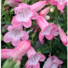 Penstemon Quartz Rose - Bugatölcsér