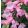 Penstemon Harlequin Pink - Bugatölcsér