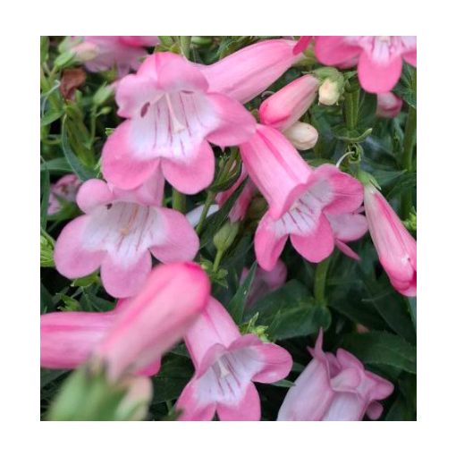 Penstemon Harlequin Pink - Bugatölcsér