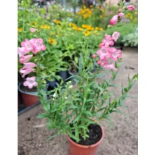Penstemon Quartz Rose - Bugatölcsér