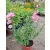 Penstemon Quartz Rose - Bugatölcsér