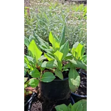 Persicaria affinis Darjeeling Red - Örökzöld keserűfű