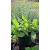 Persicaria affinis Darjeeling Red - Örökzöld keserűfű