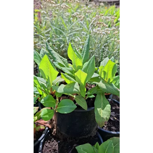 Persicaria affinis Darjeeling Red - Örökzöld keserűfű