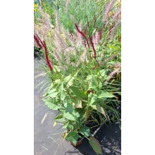 Persicaria amplexicaulis Blackfield - Keserűfű