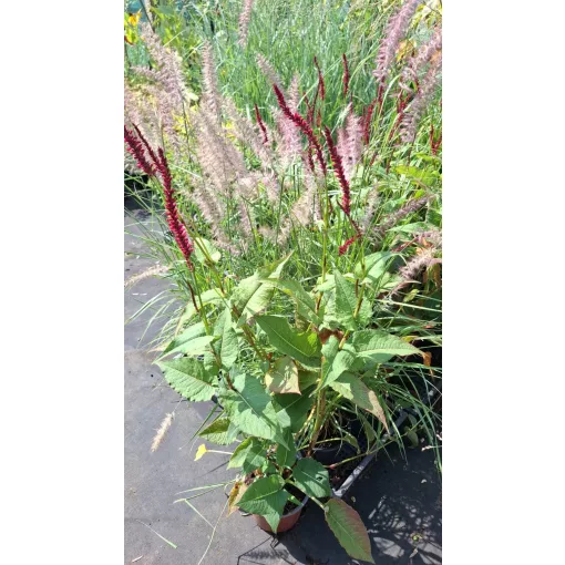 Persicaria amplexicaulis Blackfield - Keserűfű