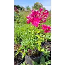 Phlox paniculata Tenor - Bugás lángvirág
