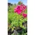 Phlox paniculata Tenor - Bugás lángvirág