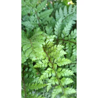 Vesepáfrány (Polystichum)