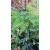 Polystichum makinoi – Makinoi magyalpárfrány