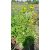 Rudbeckia fulgida Viettes Little Suzy - Kúpvirág