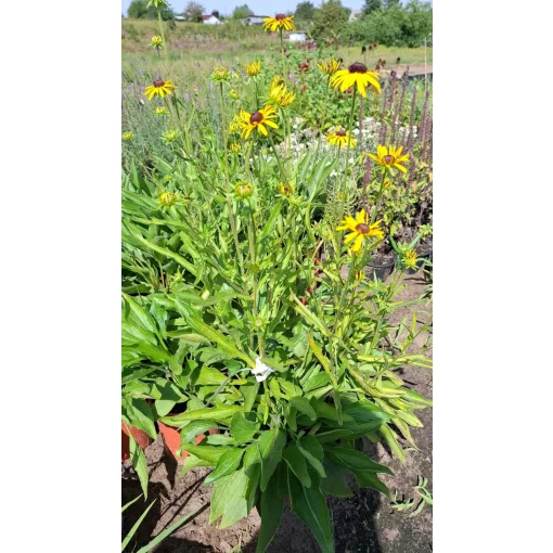 Rudbeckia fulgida Viettes Little Suzy - Kúpvirág