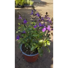 Salvia greggii Mirage Violet - Őszi zsálya