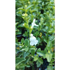 Salvia greggii Mirage White - Őszi zsálya