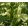 Salvia gregii Lemon Light - Őszi zsálya