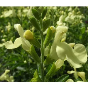Salvia gregii Lemon Light - Őszi zsálya
