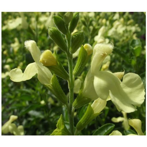 Salvia gregii Lemon Light - Őszi zsálya