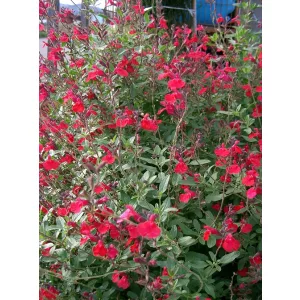 Salvia microphylla - Csecsemő zsálya