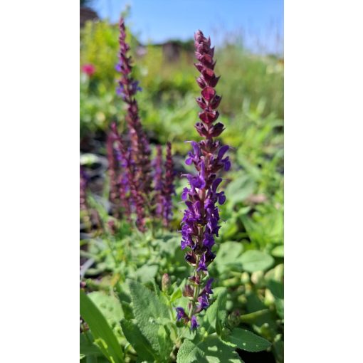 Salvia nemorosa Caradonna - Ligeti zsálya