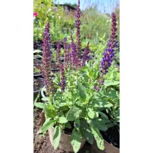 Salvia nemorosa Caradonna - Ligeti zsálya