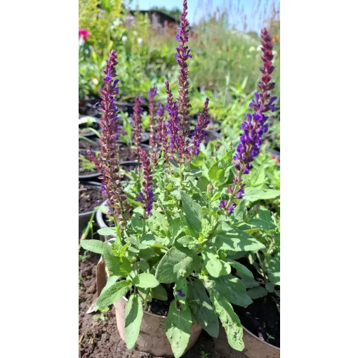 Salvia nemorosa Caradonna - Ligeti zsálya