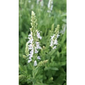 Salvia nemorosa Schneehügel - Ligeti zsálya