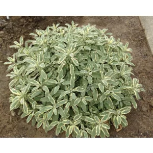 Salvia officinalis Berggarten Variegated - Orvosi zsálya